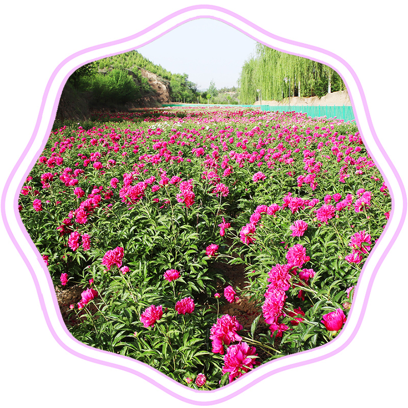 芍药苑